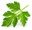 Hoja de cilantro - Coriander leaf